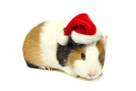 戴着圣诞老人帽子的豚鼠。