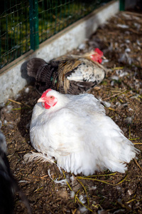 特写镜头 西蒂 家禽 宠物 食物 真实的 活着的 农场 啄食