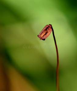 落下 模糊 苔藓 孢子 胶囊 刚毛 秋天