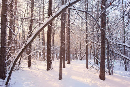 白霜 风景 美丽的 冻结 自然 二月 美女 场景 松木 一月