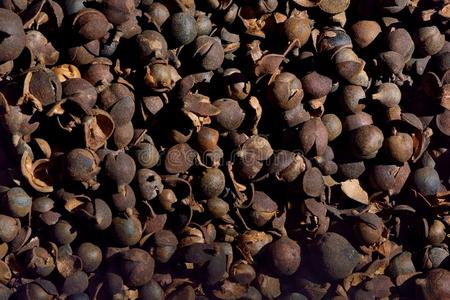 山茶图片-山茶素材-山茶插画-摄图新视界