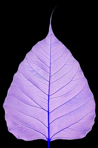 菩提叶绿草上的蔚蓝(coenagrion)配对有彩色羽毛的树枝