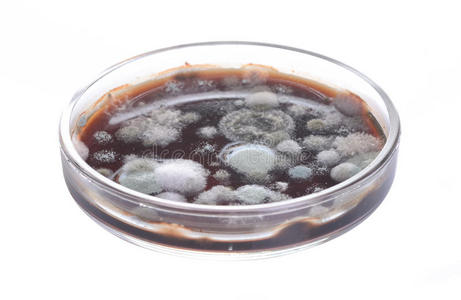 毛霉带模具的培养皿照片