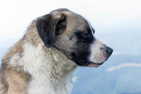 罗马尼亚喀尔巴阡牧羊犬