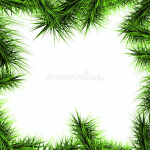 白色背景上圣诞树的绿色枝条