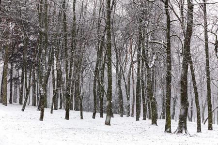 冬天森林里美丽的降雪
