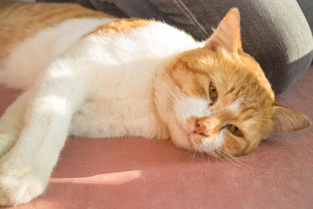 欧美猫咪情头可爱的猫悠闲地躺着照片