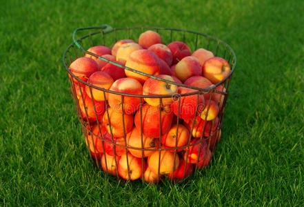 农业 落下 自然 秋天 节食 美味的 公司 篮子 水果 园艺