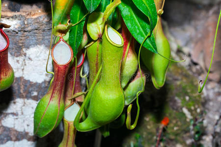 花的 昆虫 植物 生活 树叶 生长 花园 颜色 成长 食虫动物