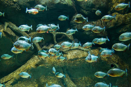 一群食人鱼游过大自然的野生动物