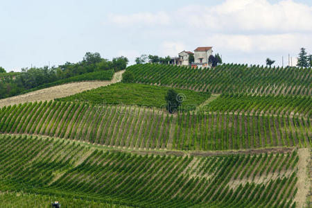 意大利语 八月 葡萄园 风景 乡村 房子 欧洲 农业 摄影