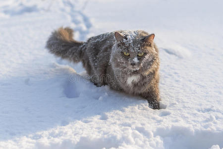 雪中的灰色毛茸茸的猫