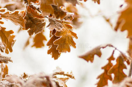 秋天 花园 季节 特写镜头 森林 冬天 落下 植物 白霜