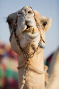 迪拜骆驼俱乐部骆驼咀嚼食物