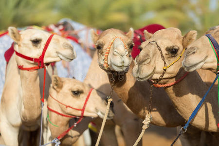 迪拜骆驼比赛俱乐部骆驼等待比赛在日落