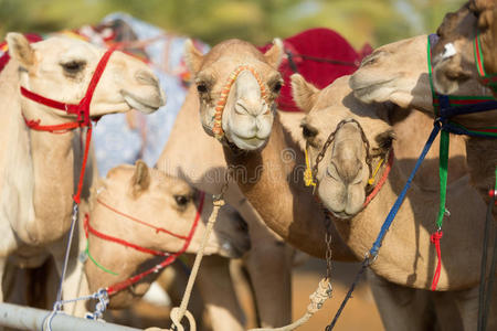 迪拜骆驼比赛俱乐部骆驼等待比赛在日落
