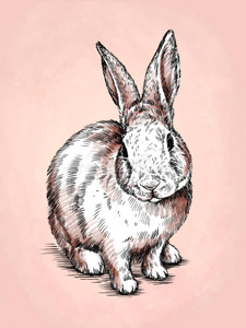 毛笔画墨水画兔子插图