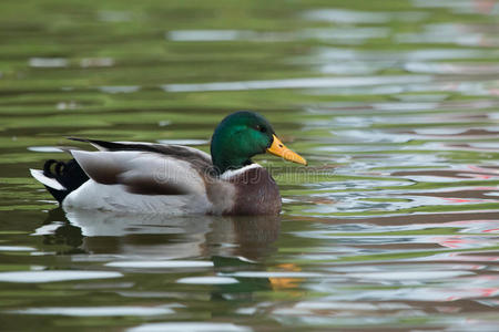 绿头鸭 轮廓 颜色 野生动物 自然 动物 池塘 水禽 羽毛