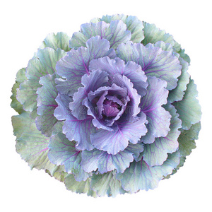 开花羽衣甘蓝图片-开花羽衣甘蓝素材-开花羽衣甘蓝插画-摄图新视界