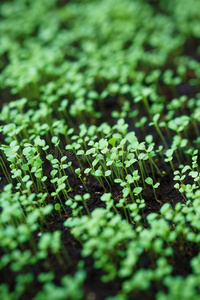 自然 季节 天空 幼苗 温室 农事 新的 植物区系 绿色植物