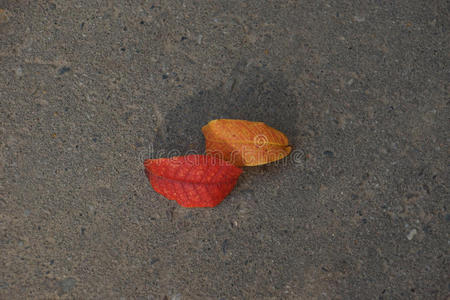 人行道上的秋叶