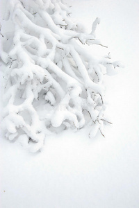 雪中桦树的树枝。