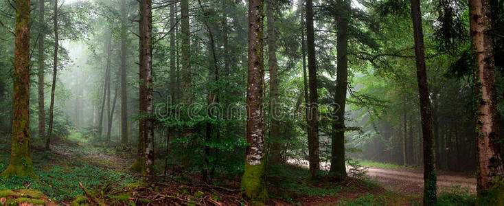 苔藓 生态学 保护 植物 情绪 风景 树叶 全景 氧气