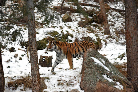 雪虎图片-雪虎素材-雪虎插画-摄图新视界