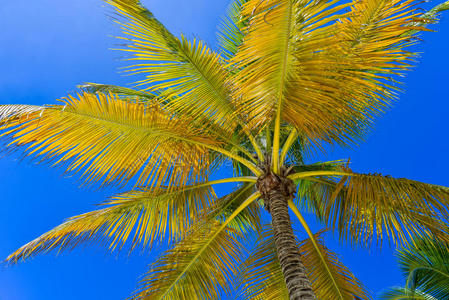 椰子棕榈树在天空，多米尼加共和国
