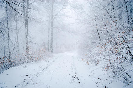 雾蒙蒙的冬季森林