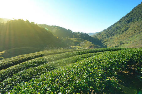 天空 植物 小山 房地产 森林 场景 农场 种植园 土地