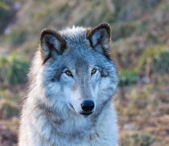 加拿大魁北克北部灰狼。