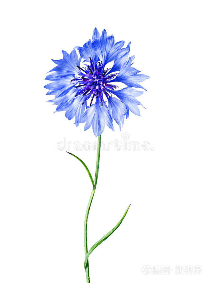 孤立的蓝色矢车菊