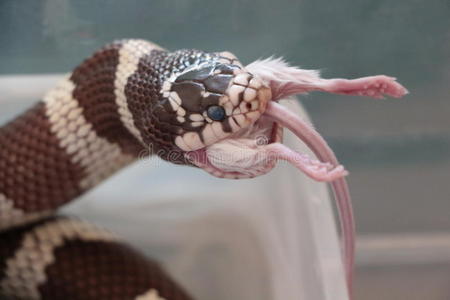 王蛇吃加利福尼亚王蛇吃老鼠照片