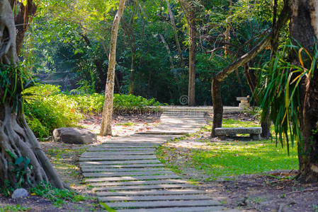 步行 公园 自然 车道 追踪 风景 日落 人行道 花园 运动