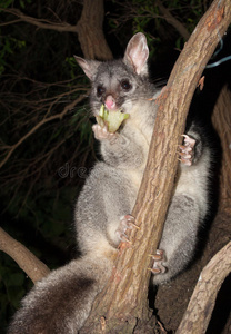 澳大利亚灌木丛尾随负鼠爬上一棵树