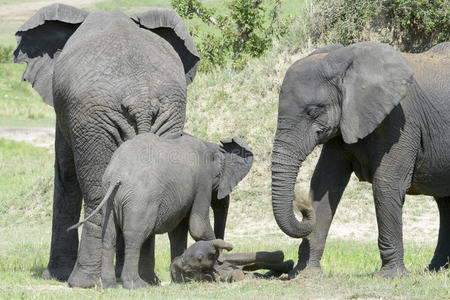 非洲象非洲象家族