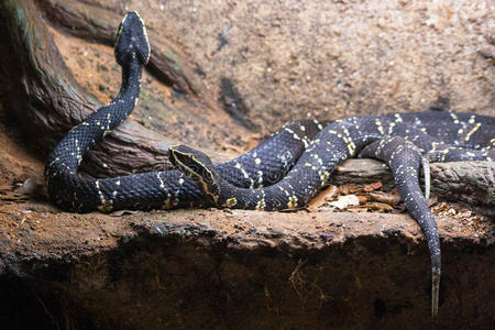 采用巴西苏木马来亚蝮蛇摩尔蝰蛇毛里塔尼亚巨蝮蛇蝮蛇乌萨格铜斑蛇