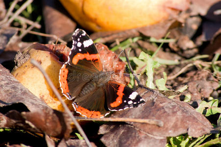 蝴蝶上将瓦内萨阿塔兰塔