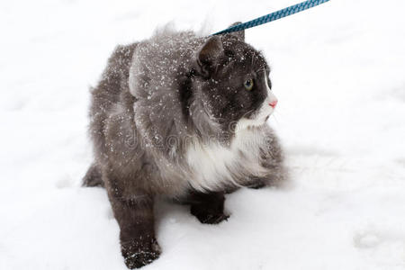 雪上的猫