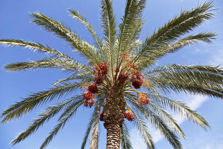 以色列植物区系图片