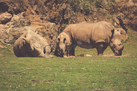 马塞马拉的非洲犀牛双角小犀牛