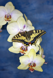 美丽的 昆虫学 兰花 花粉 生物学 蝴蝶 生态学 翅膀 环境