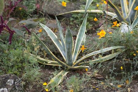 一类单子叶植物图片