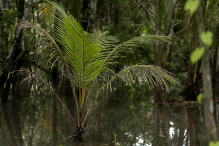 植物区系 植物 生长 淹没 分支 棕榈 自然 森林 树叶