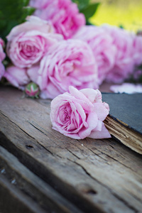 美女 回忆 文学 复兴 玫瑰 开花 自然 紫色 字母表 怀旧