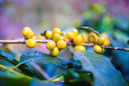 泰国树上成熟的咖啡豆
