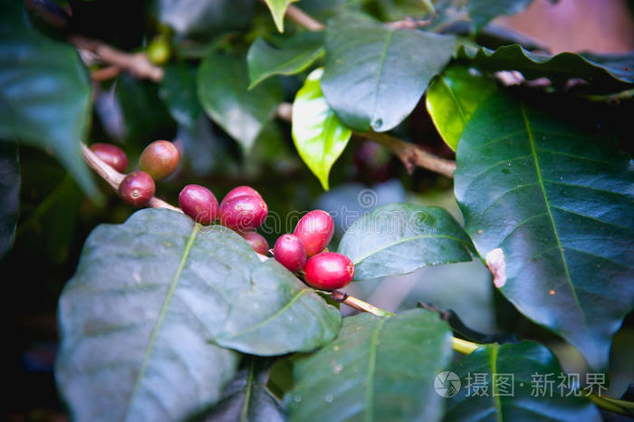 泰国树上成熟的咖啡豆