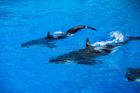 捕食者 游泳 海洋 杀手 鲸鱼 动物 海豚 奥卡 海的 泼洒
