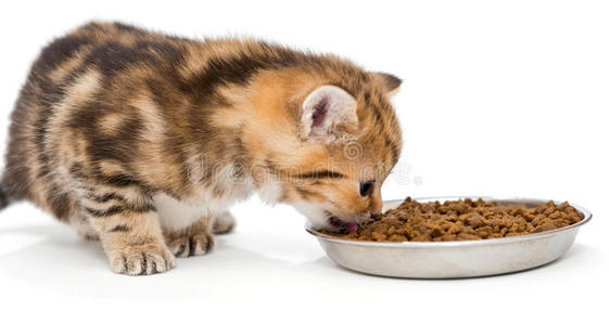 英国小猫吃干粮